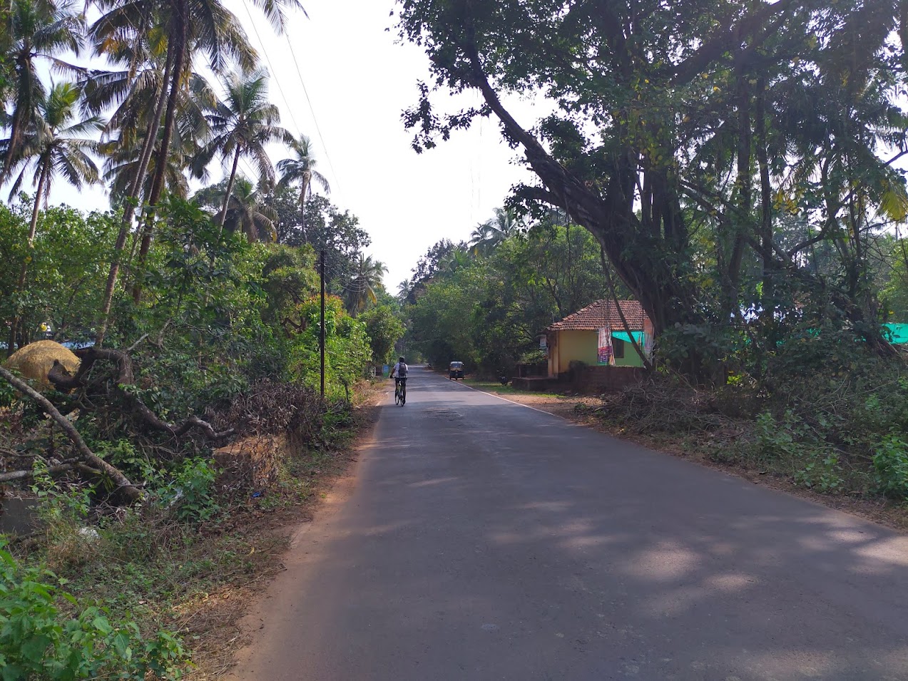 Coastal road lined with coconut trees